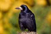 Smoke Birds