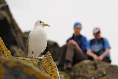 Watching Kittiwakes