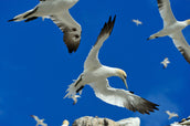 Bird flu