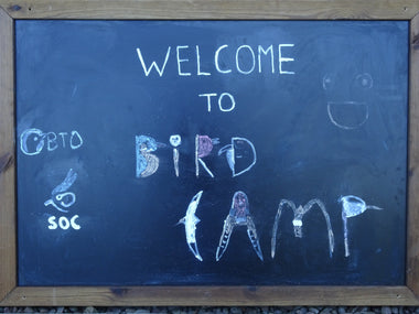 Some Bird Camp artwork!