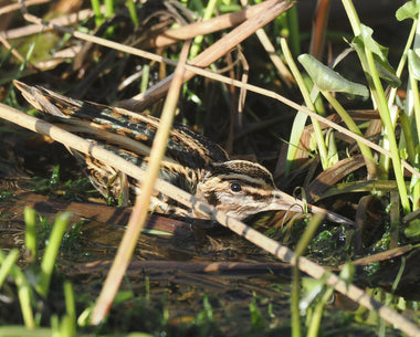 Jack Snipe © Andrew Whitehouse