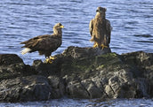 White-tailed Eagle – a successful conservation story