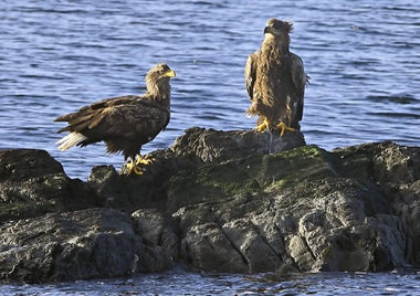 White-tailed Eagle – a successful conservation story