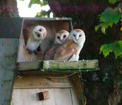 Boxes for Barnies - Project update August 2022