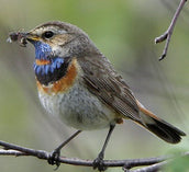 2014 Summer Migrant Arrival Table - updated 4 July