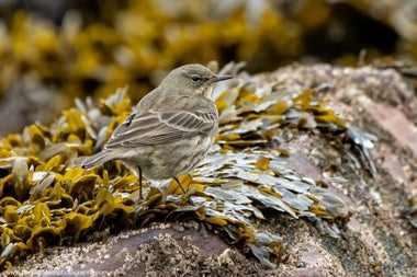 Bringing young voices to SOC birding and science work