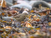 Rock Pipit