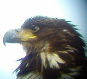 SOC PRESS RELEASE:                    White-tailed Eagle sighted around Stranraer & North and South Rhins
