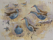 Water Rail in the Tay Reedbeds