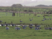 Goose Gazing