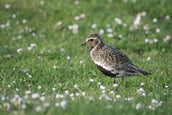 Birds and crofting