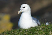 Avian flu - what can we do?