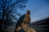 South of Scotland Golden Eagles