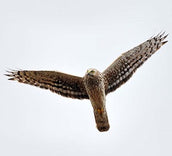 Hen Harrier Day - 9 August 2015