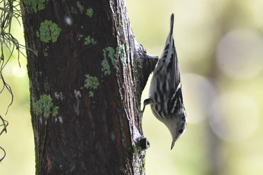 Black and White Warbler