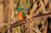 Perched Kingfisher