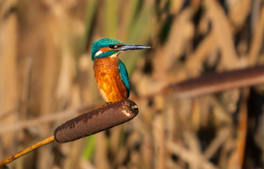 Perched Kingfisher