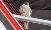 My life in lockdown with Johnstone’s Peregrines
