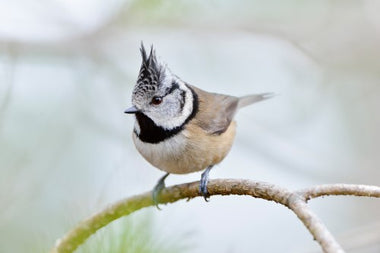 Crested Tit Appeal: High Quality Records Needed