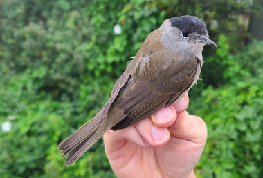 European Blackcap