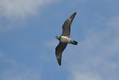 Scotland’s last birding frontier