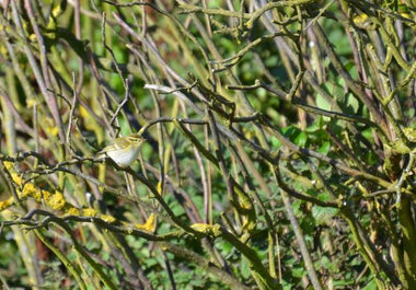 The rise and rise of the Yellow-browed Warbler