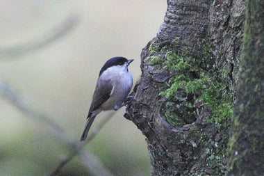 Marsh Tit