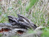 Nightjar: Searching for one of Scotland's rarest birds in South-East Scotland forests
