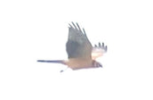 Finder’s account of Pallid Harrier, Kilminning, Fife, 19/09/2021