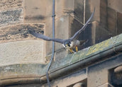 Glasgow Peregrine Project