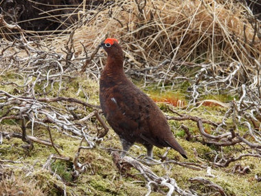 Red Grouse taxonomy