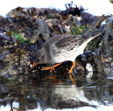 A fifty-year study of Purple Sandpipers – what next?