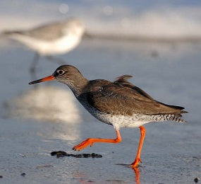 Wetland Bird Survey (WeBS) on the Clyde Estuary