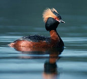 VOLUNTEER APPEAL: Help count Slavonian Grebes on the Clyde Estuary