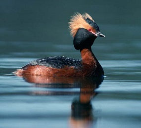 VOLUNTEER APPEAL: Help count Slavonian Grebes on the Clyde Estuary