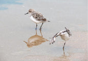 Online talk: Nigel Clark on Spoon-billed Sandpipers