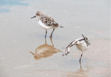 Online talk: Nigel Clark on Spoon-billed Sandpipers