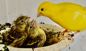 Birds and Us