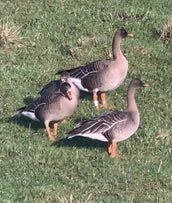 Screen grab from a digiscoped video of a group of Bean Geese