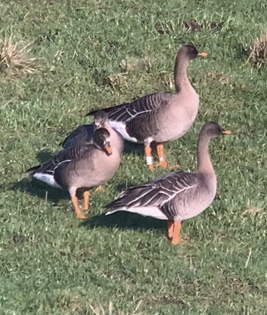 Screen grab from a digiscoped video of a group of Bean Geese