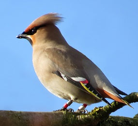 Colour-ringed Waxwings and an old friend returns