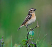 St. Andrews University PhD students speak at Fife SOC meeting