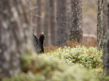 Capercaillie