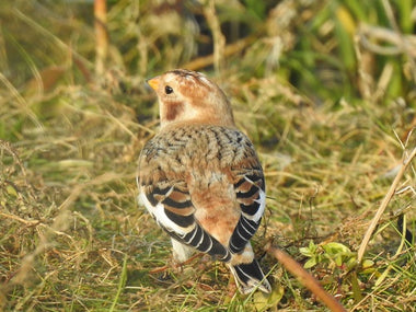 Seeing Snow Bunting!