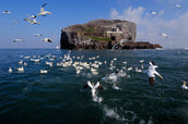 A new page for the Bass Rock gannetry