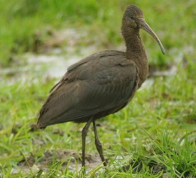 New member of Scottish Birds Records Committee (SBRC) announced