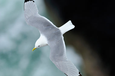 SOC/JNCC VOLUNTEER SEABIRDS AT SEA SCHEME