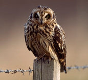 Recording Rare Breeding Birds in Scotland