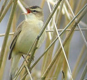Summer migrants table 2017