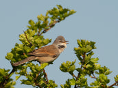 Birding & Science Officer